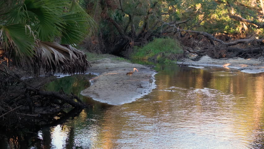 Florida jungles nature. Tropical wetlands with dense green rainforest at sunset