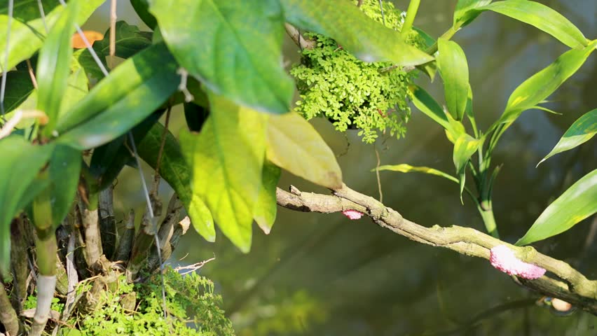 Pink apple snail eggs attached to branch above murky water