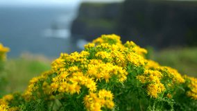 Steep, windswept cliffs dominate the horizon as the Cliffs of Moher stand tall over the Atlantic. This awe-inspiring coastal view highlights Ireland’s untamed beauty. - Powered by Shutterstock - Get 15% off with code: PIKWIZARD15