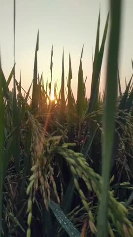 blurry hazy yellow sun rising over rice field, low angle shot through rice stalks with transparent dew, very close up
