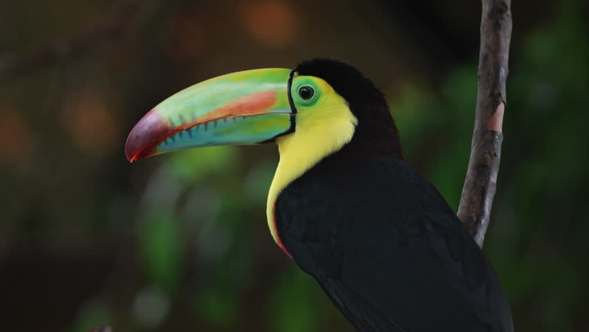 Close-up of a Colorful Keel-billed Toucan – Wildlife Footage from the Tropical Rainforest