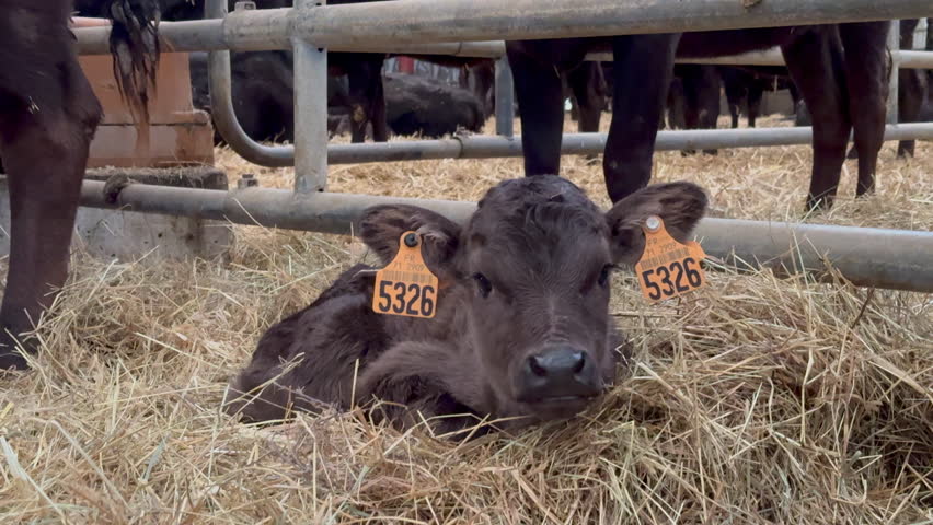 A young Wagyu calf lying down in hay, capturing a peaceful moment on a cattle farm.