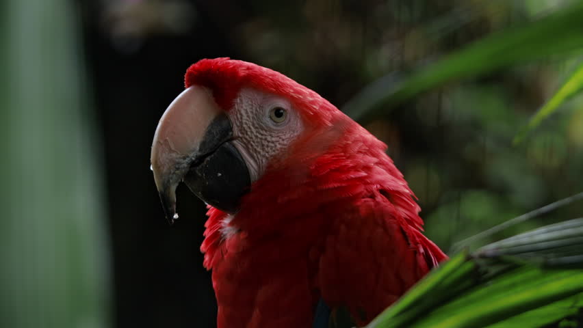 Scarlet Macaw in the Green Rainforest – Colorful Parrot in Costa Rica's Wilderness