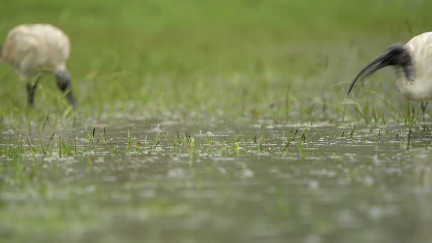 Australian White Ibis feeding in the flood waters in Brisbane, Queensland after heavy rain caused by Cyclone Alfred.