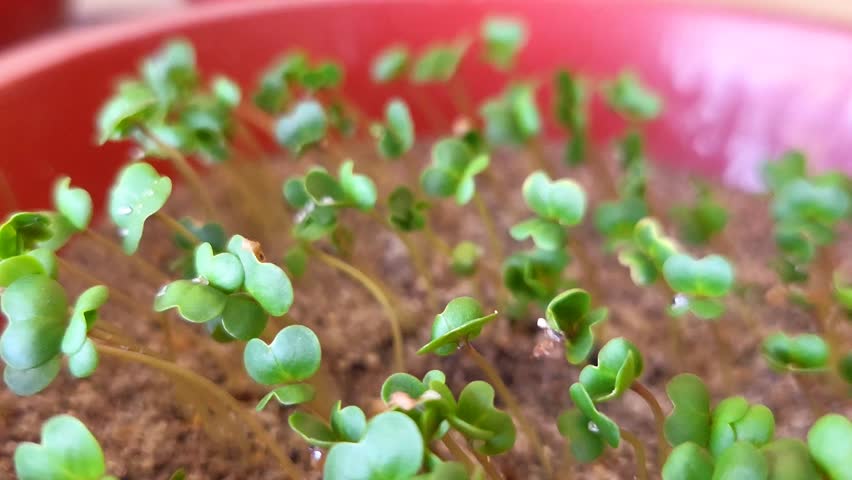 Mustard seedlings growing in sandy soil