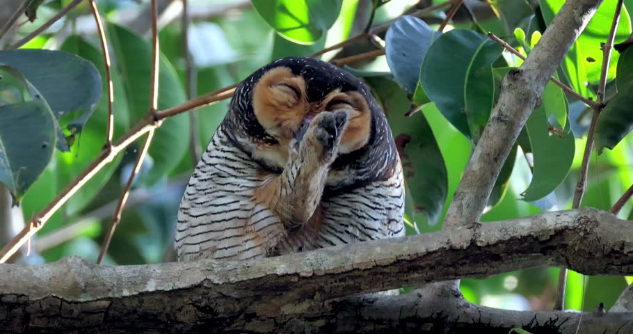 Winking Spotted Wood-Owl perched on tree branch in lush green foliage, cleaning feathers on leg, funny and engaging for social media or wildlife humor. Quirky composition, vibrant details.