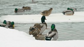 A variety of ducks wade through chilly waters as a thin ice layer forms along the edge. Snow covers the ground, creating a tranquil winter atmosphere at the lakeside. - Powered by Shutterstock - Get 15% off with code: PIKWIZARD15