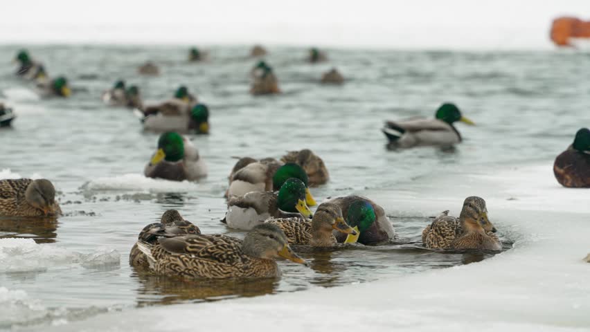 Numerous mallard ducks gather on a partially frozen lake, engaging in preening and social interaction, showcasing their vibrant plumage and adaptation to winter conditions