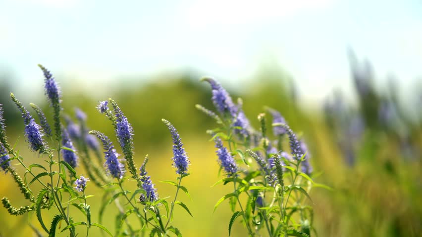 Tranquil Atmosphere On Field. Blossoming Pink Flower Swaying On Wind. Scenery Nature Weather At Summer. Rural Floral Windy Day. Grass Blowing On Wind In Peaceful Park. Daisy Meadow Green Grass Flower
