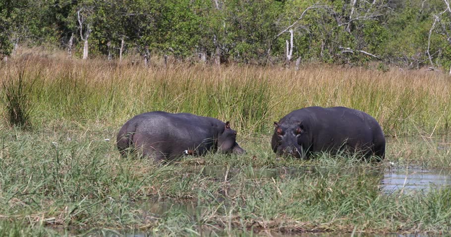 Common hippopotamus (Hippopotamus amphibius) grazing on aquatic vegetation in Moremi Game Reserve Okavango Delta, Botswana. Dangerous Africas third-largest land mammal. African Wildlife.
