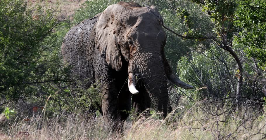 Majestic African savanna elephants (Loxodonta africana). Pilanesberg National Park and Game Reserve. South Africa.. Endangered pachyderms in protected wilderness. African wildlife.