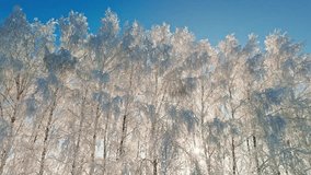 Sunlight filters through a cluster of frosted trees in a tranquil winter setting, creating a shimmering effect against the bright blue sky. Nature showcases its beauty. - Powered by Shutterstock - Get 15% off with code: PIKWIZARD15