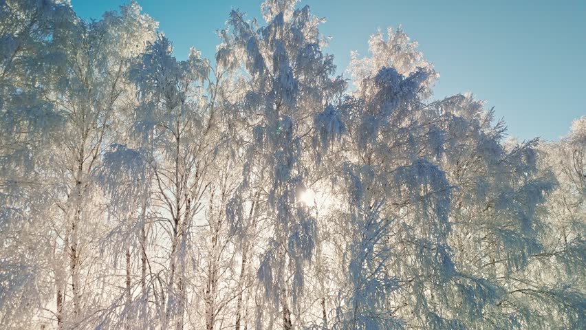 A stunning winter day features snow-covered trees illuminated by bright sunlight. The serene atmosphere showcases the beauty of nature in a snowy setting, creating a peaceful scene.