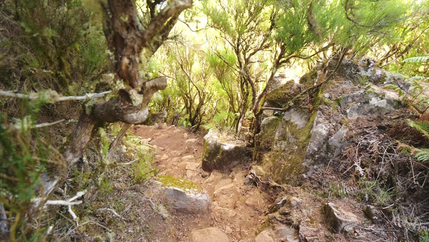 Lush green ferns and twisted trees create a mystical forest path in Madeira