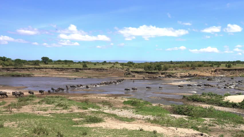 Large herd of wildebeest crossing the Mara River during their annual migration in Serengeti in Tanzania. Third (last) part of a longer clip.