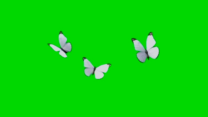 butterfly green screen video butterfly video 4k