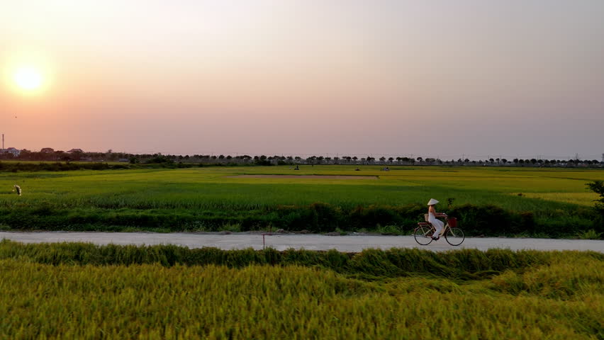 Hoi An, Vietnam, aerial view - Cycling on rice fields_pan shot