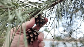 Dry pine cones in man`s palm above the ground. Handful of pine cones fallen from a tree. Hand releasing pine cones onto sandy ground. - Powered by Shutterstock - Get 15% off with code: PIKWIZARD15