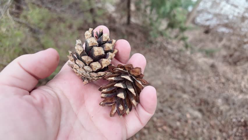 Dry pine cones in man`s palm above the ground. Handful of pine cones fallen from a tree. Hand releasing pine cones onto sandy ground.