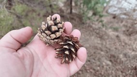 Dry pine cones in man`s palm above the ground. Handful of pine cones fallen from a tree. Hand releasing pine cones onto sandy ground. - Powered by Shutterstock - Get 15% off with code: PIKWIZARD15