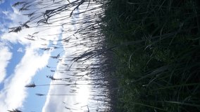 Backlit Tall Grass with Clouds – Peaceful Wilderness. Video in vertical format - Powered by Shutterstock - Get 15% off with code: PIKWIZARD15