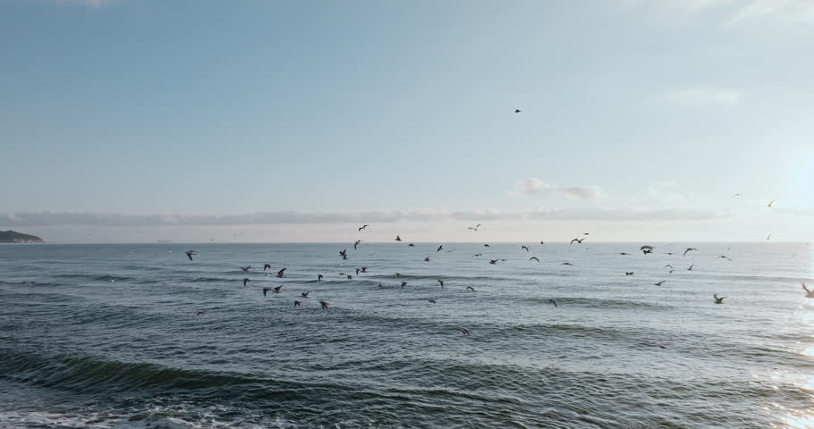 Seagulls fly over Black Sea at sunrise in Bulgaria. Warm golden light shimmers on rippling waves, enhancing coastal tranquility. Birds in motion contrast against soft sky open ocean horizon. Relax