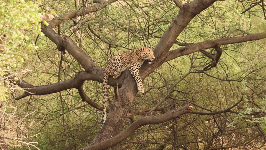wild indian male leopard or panther or panthera pardus hanging on tree eyeing on safari vehicles in natural winter green background at jhalana forest leopard reserve jaipur rajasthan india asia