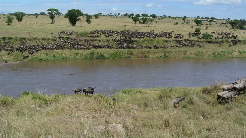 Wildebeests who have crossed the Mara River during their annual migration, climb onto the Tanzanian side.
