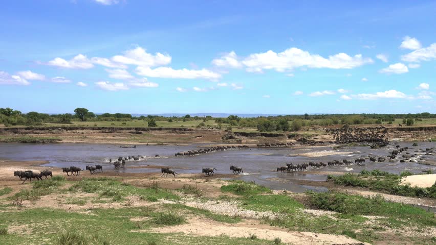 Large herd of wildebeest crossing the Mara River during their annual migration in Serengeti in Tanzania. First part of a longer clip.
