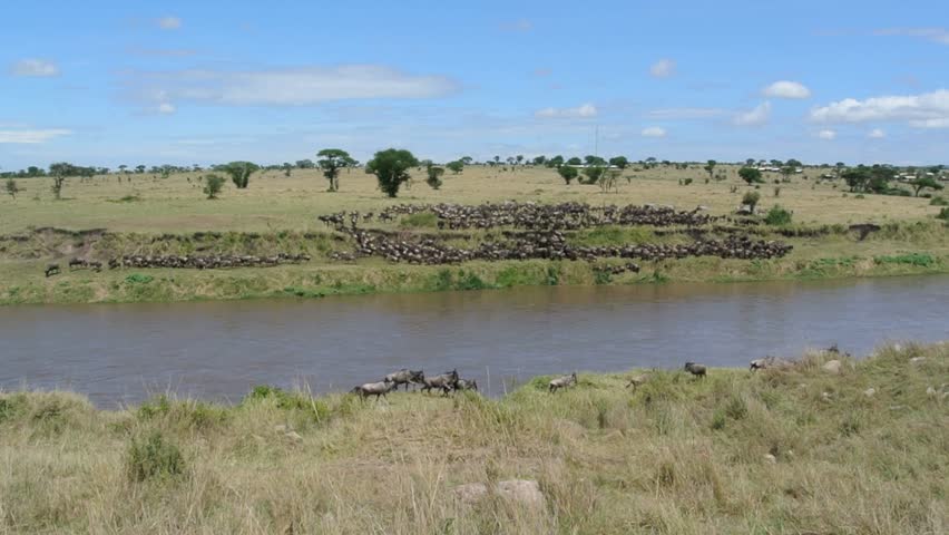 Wildebeests crossing the Mara River during their annual great migration. Serengeti National Park in Tanzania.