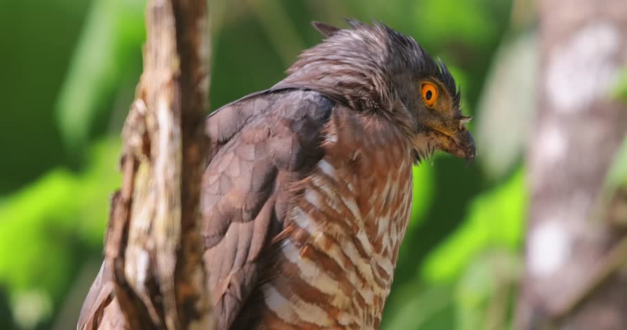 Crested goshawk on branch, vibrant eyes, blurred green background, Thailand. Hawk in natural setting, Kaeng Krachan.