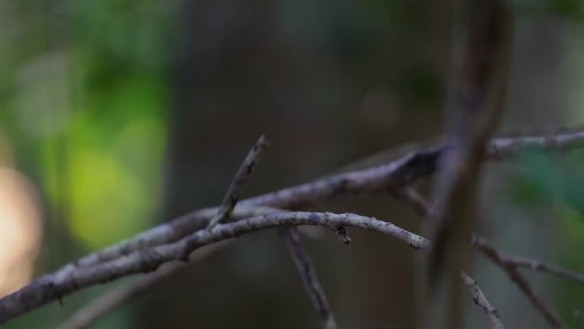 Colorful bird perched on branch in forest. Grey-headed canary-flycatcher or Culicicapa ceylonensis