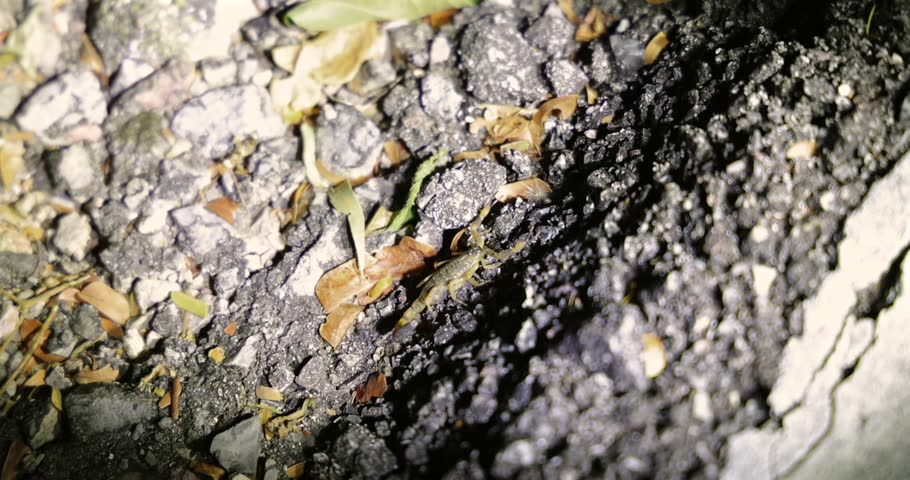 Close-up of a camouflaged scorpion on rocky ground with scattered green leaves in a natural forest backdrop.