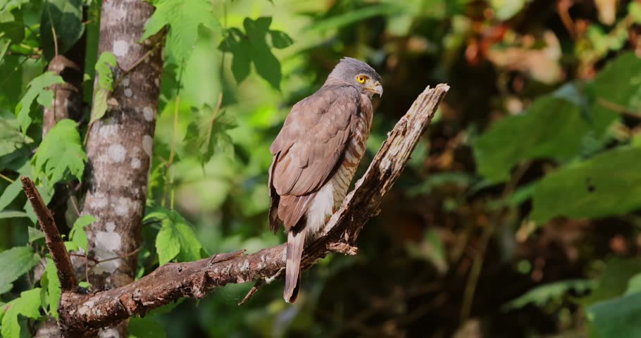 Crested goshawk on tree branch, lush green forest, Thailand. Hawk in natural habitat, Kaeng Krachan National Park.