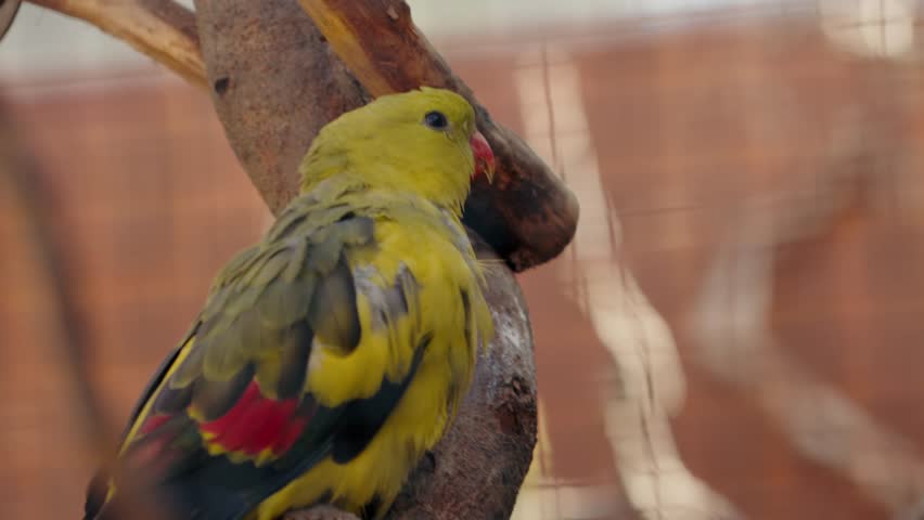 A Regent Parrot perched on a branch in an enclosure. This colorful bird has a yellow head, green and yellow body with red under its wings, and a pink beak. It looks around, preens its wing,