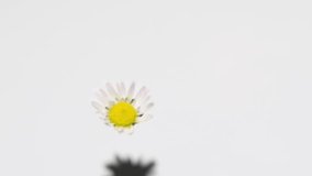 Slow motion of falling daisies on water surface - Powered by Shutterstock - Get 15% off with code: PIKWIZARD15