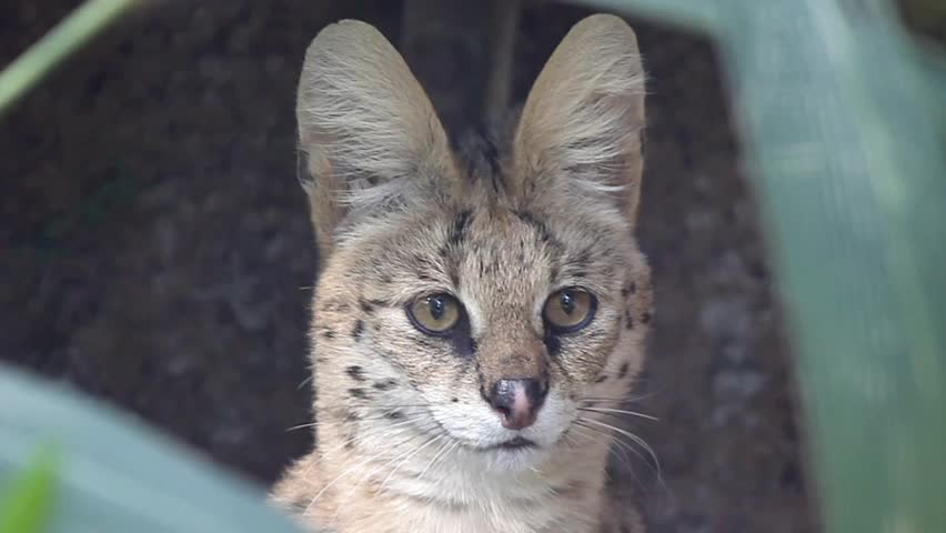Serval in bush. Shot in 4K Resolution