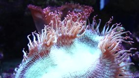 Sea Anemone in aquarium