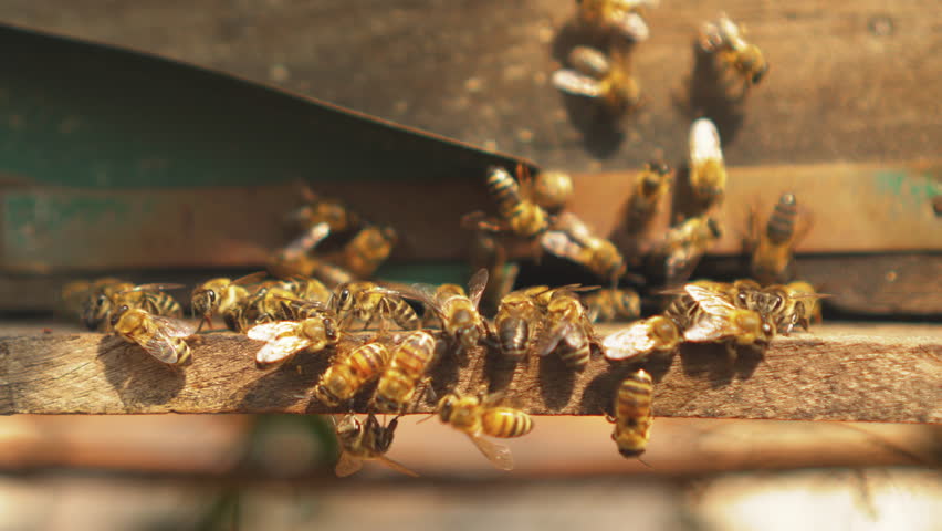 Close-up view of honeybees swarming at hive entrance during honey harvest at Mộc Châu bee farm.
