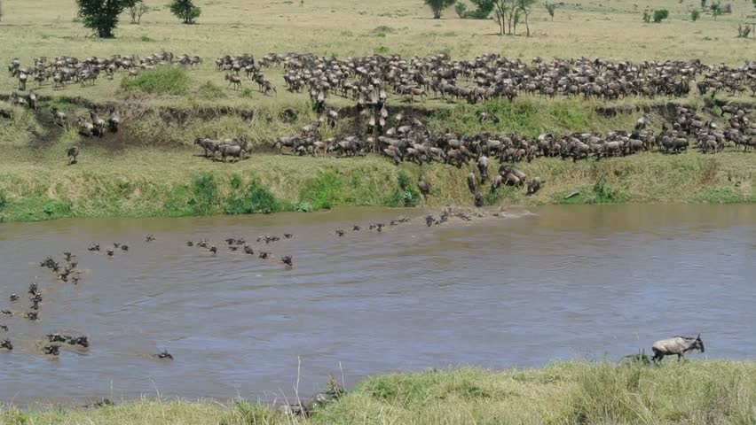 Hundreds of wildebeests jumping into the water to swim across the Mara River during their annual great migration. Serengeti National Park in Tanzania.