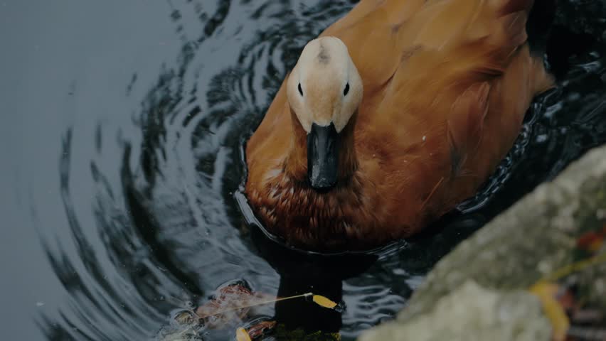 Ruddy shelduck swimming in dark water. Close-up shot of a duck with a cream head and a dark bill, brown-orange feathers. Ripples in dark water with autumn leaves. nature footage of a wild duck.