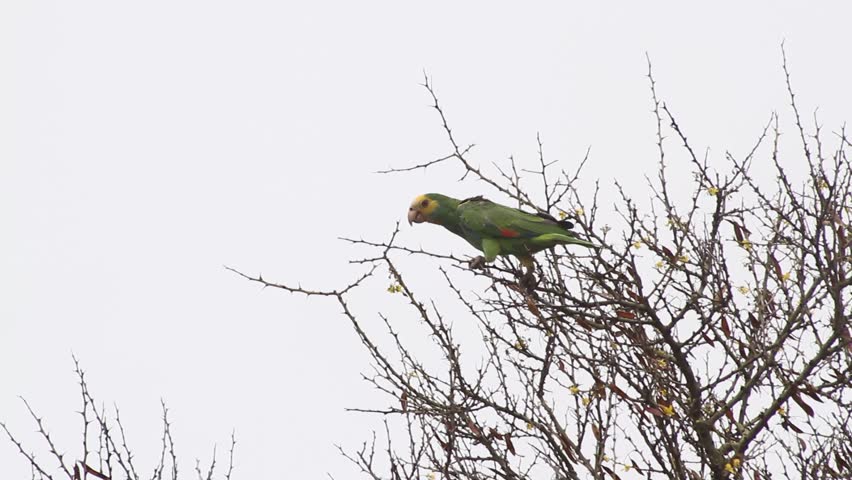 The yellow-shouldered amazon (Amazona barbadensis), also known as the yellow-shouldered parrot, is a parrot of the genus Amazona that is found in the arid areas of northern Venezuela.