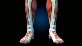 Human Muscular System, Male Muscle Model with DNA Symbols on Black Background Rotating, 3D animation - Powered by Shutterstock - Get 15% off with code: PIKWIZARD15