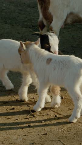 Vertical Screen: Two adorable baby goats playfully wander around their farm, exploring their surroundings. The golden hour light casts soft shadows, highlighting their curiosity and energy.