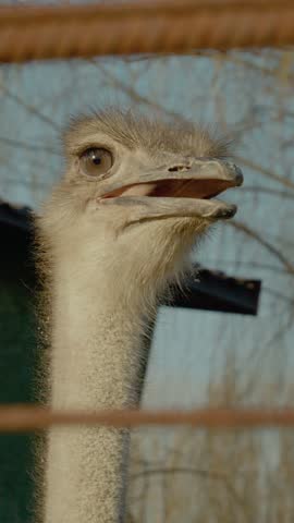 Vertical Screen: Ostriches roam freely in their pen, showcasing their curious nature against the backdrop of a serene farm landscape during the late afternoon light.