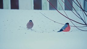 Bullfinches Birds in Snow-Covered Ground Landscape. Close-up Shot - Powered by Shutterstock - Get 15% off with code: PIKWIZARD15