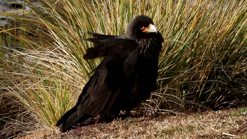 Striated Caracara, Falkland Island