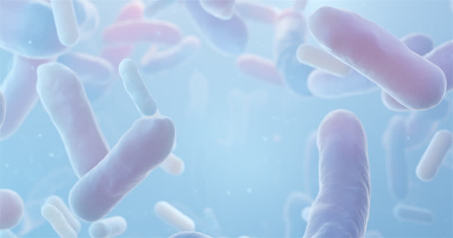 bacterium Lactobacillus under microscope in motion, probiotic Lactobacillus, Lactobacillus acidophilus, looped 3d rendering of Beneficial Microorganisms