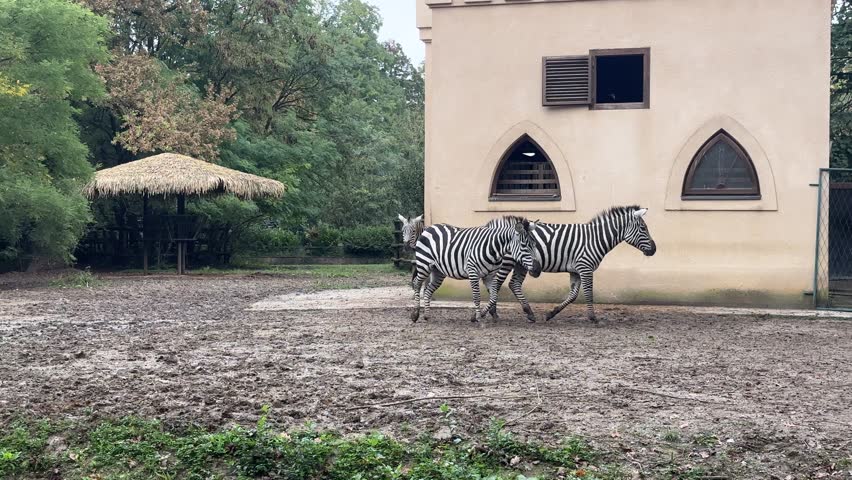 Zebras walk freely around their enclosure, exploring the mud and grass while a shelter stands nearby under a cloudy sky. The tranquil atmosphere highlights their natural behavior.