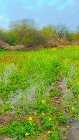 Beautiful yellow flowers on the banks of the pond in a forest 